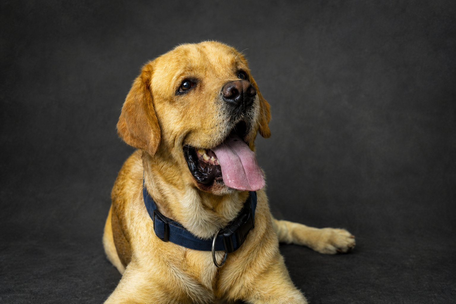 Harry, a Labrador, relaxed during an at-home photoshoot