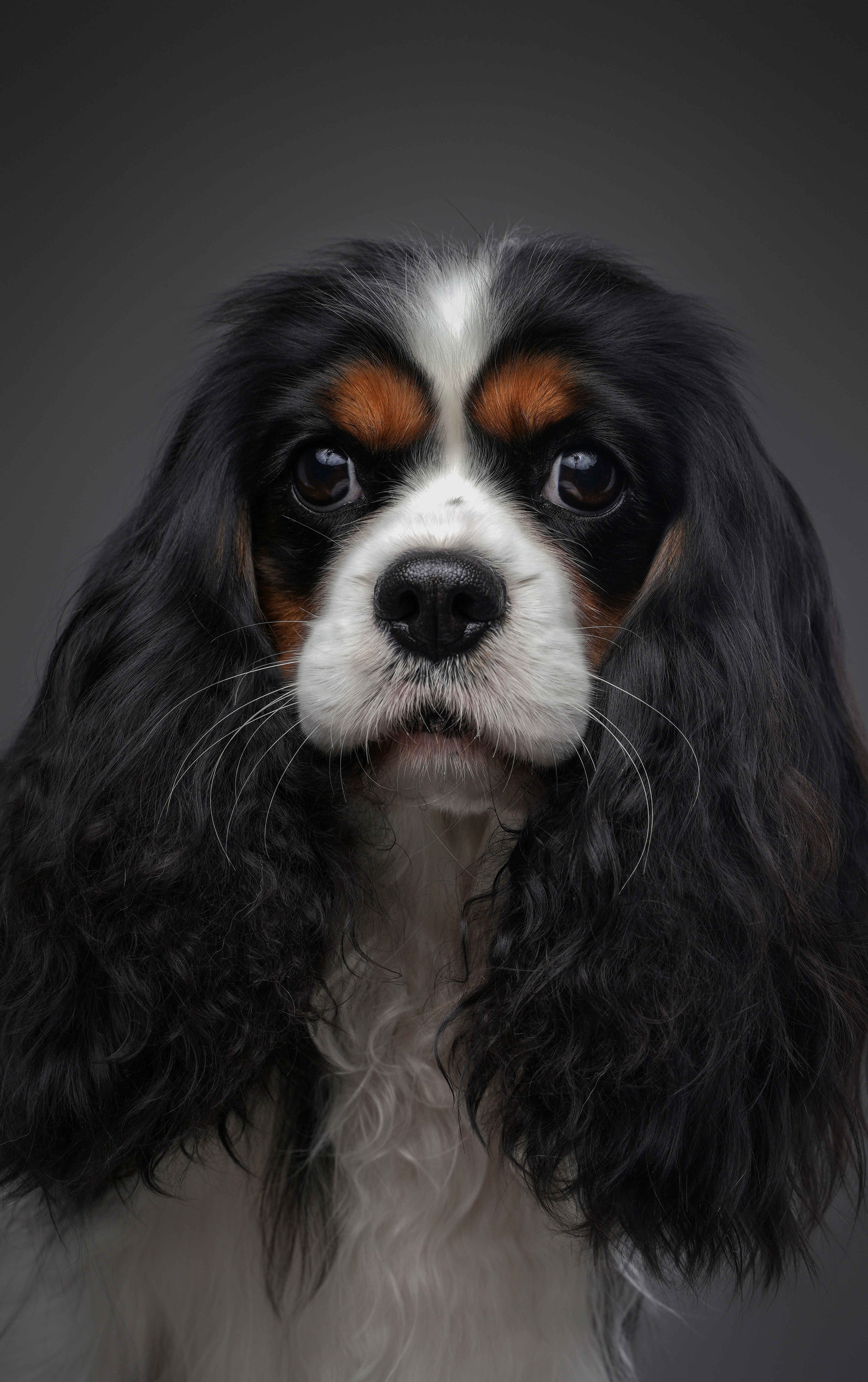 Additional Pet