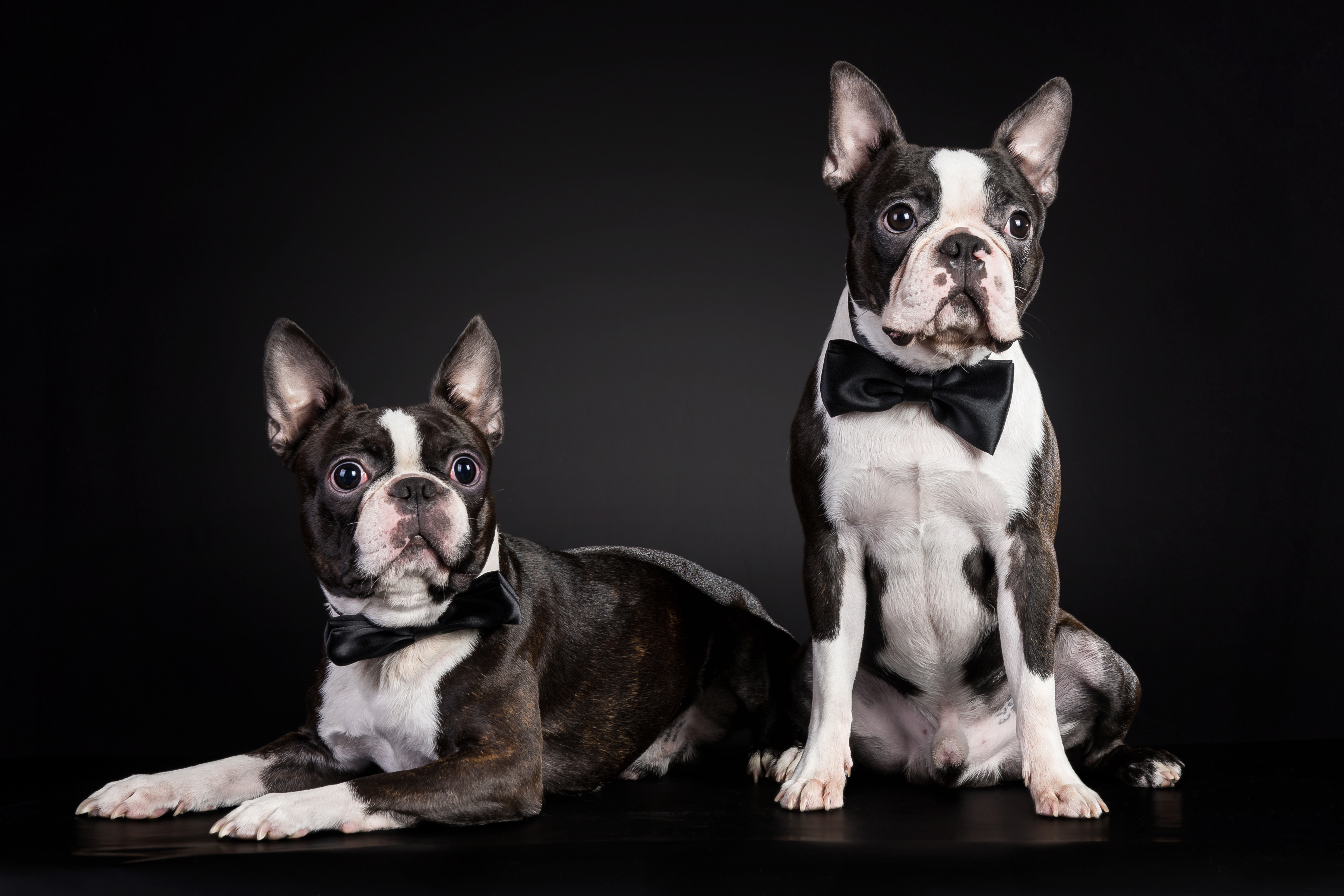 Two Boston Terriers in black bow ties ready for their photoshoot