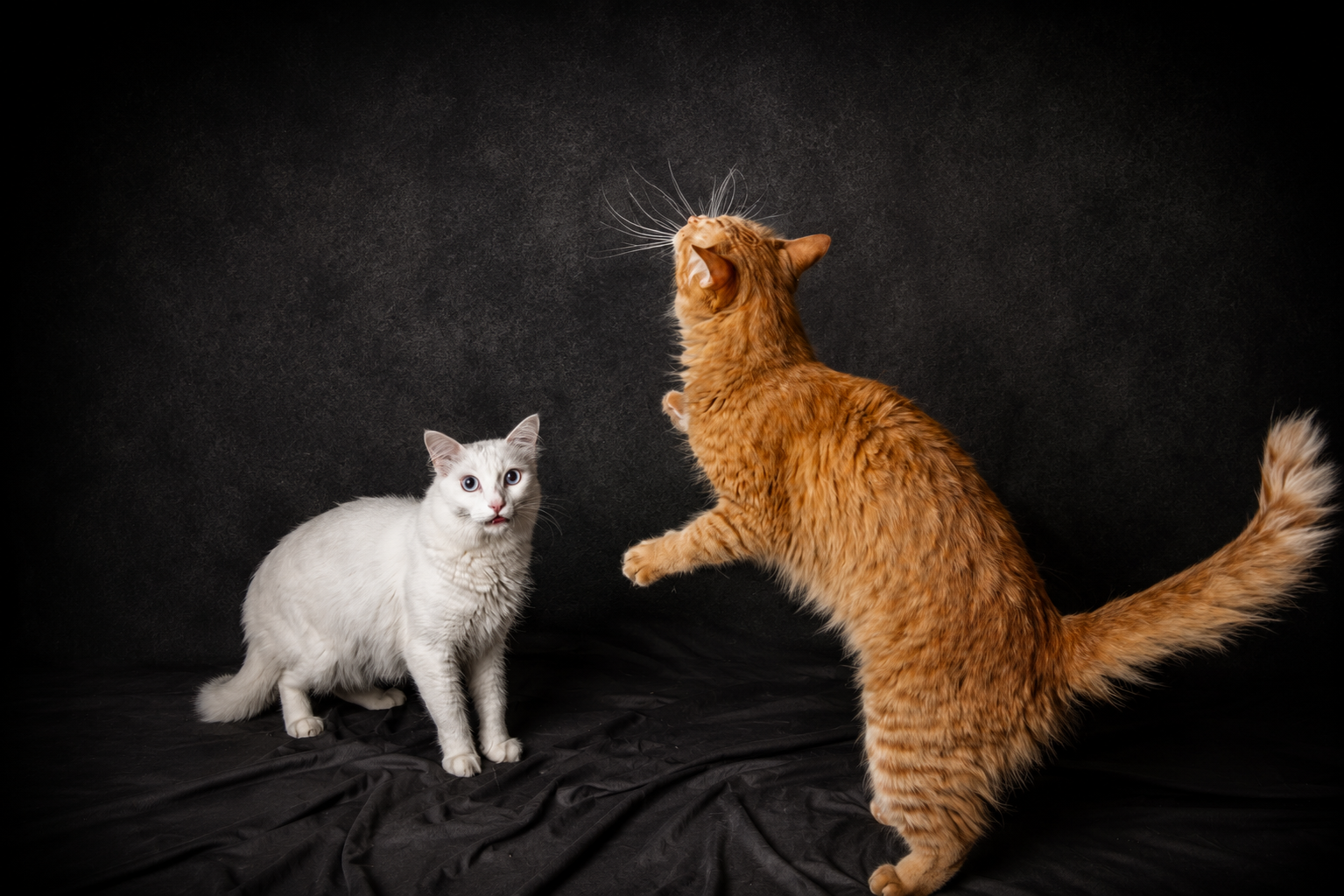 Pet portrait 2