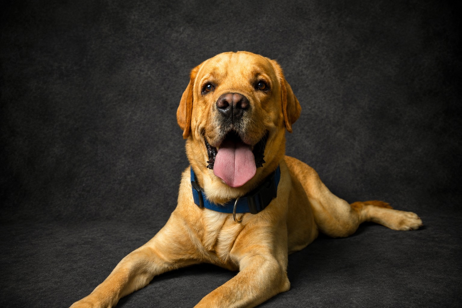 Pet portrait 4
