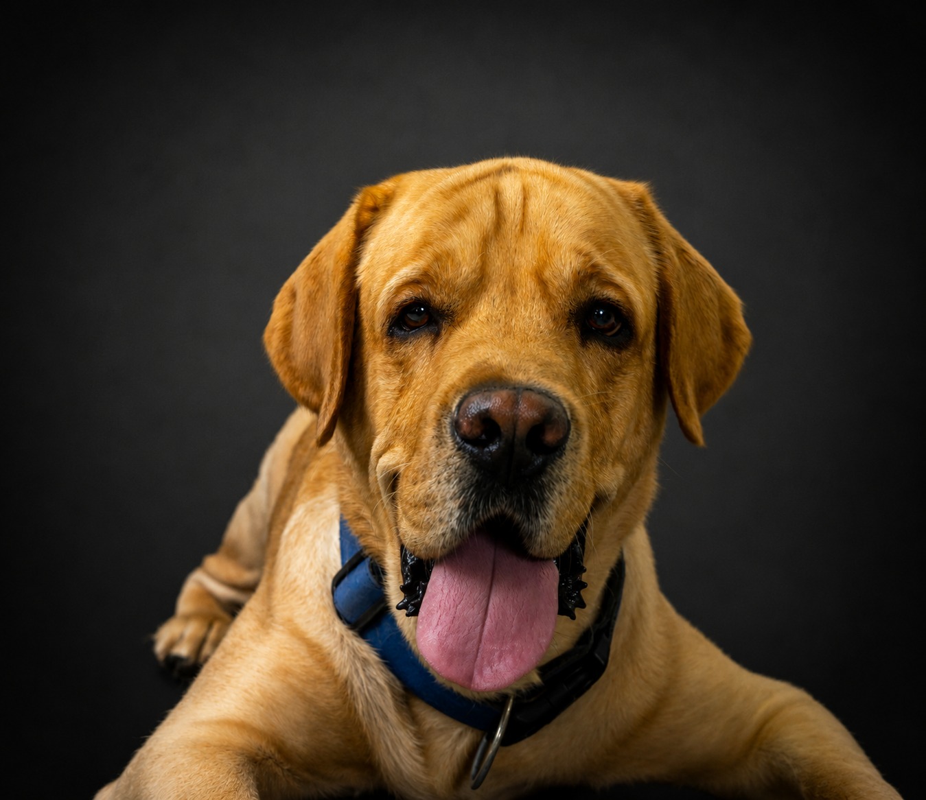 Pet portrait 5