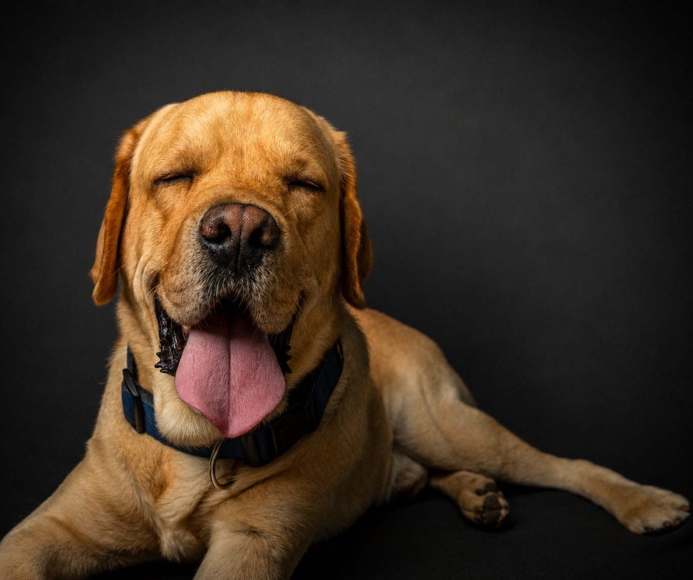 Pet portrait 6